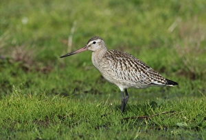 Bar-tailed Godwit (Limosa lapponica) juvenile, standing in damp field, on newly created Higher Level Stewardship land