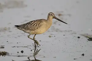 South China Sea Prints: Bar-tailed Godwit (Limosa lapponica menzbieri) adult