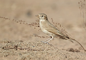 Saharan Prints: Bar-tailed Lark (Ammomanes cinctura) adult