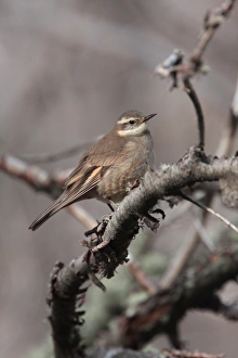 Ovenbird Prints: Bar-winged Cinclodes (Cinclodes fuscus) adult