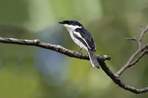 South Asia Prints: Bar-winged Flycatcher-shrike (Hemipus picatus leggei) Ceylon Pied Shrike endemic race