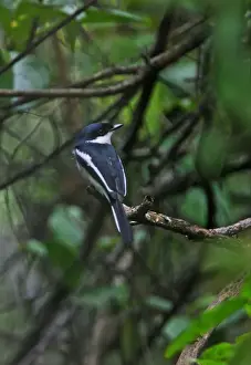 Song Bird Prints: Bar-winged Flycatcher-shrike (Hemipus picatus leggei) Ceylon Pied Shrike endemic race