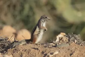Rodent Prints: Barbary Ground Squirrel (Atlantoxerus getulus) adult