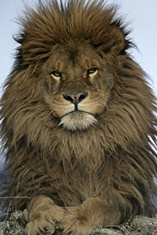 Big Cat Prints: Barbary Lion (Panthera leo leo) adult male, close-up of head