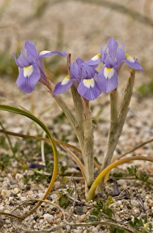 Sardinian Prints: Barbary Nut (Moraea sisyrinchium) flowering, Sardinia, Italy, April