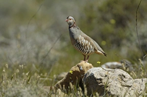 Partridges Prints: Barbary Partridge (Alectoris barbara) adult male