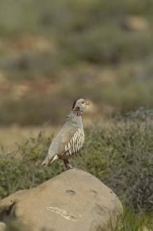 Barbary Partridge (Alectoris barbara) adult male, calling, standing on rock, Fuerteventura, Canary Islands, march