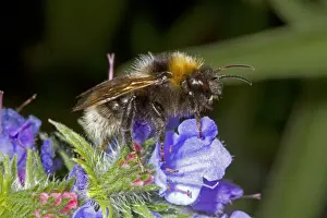 Bees Prints: Barbuts Cuckoo Bumblebee (Bombus barbutellus) adult female
