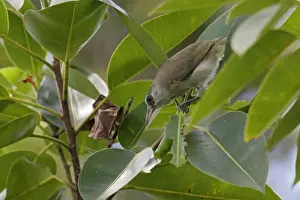 Bare-eyed White-eye (Woodfordia superciliosa) adult, perched on leaf stems, Rennell Island, Solomon Islands, April