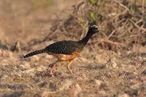 Mato Grosso Prints: Bare-faced Curassow (Crax fasciolata) adult female
