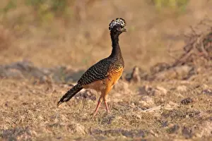 Bare-faced Curassow (Crax fasciolata) adult female, walking, Pouso Alegre, Mato Grosso, Brazil, september