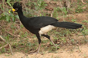 Bare-faced Curassow (Crax fasciolata) adult male, walking, Cuiaba River, Porto Jofre, Mato Grosso, Brazil, september