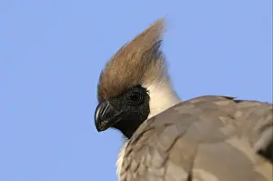 Mara Prints: Bare-faced Go-away-bird (Corythaixoides personatus) adult
