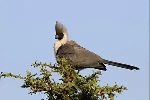 Bare-faced Go-away-bird (Corythaixoides personatus) adult, perched on acacia tree, Masai Mara, Kenya