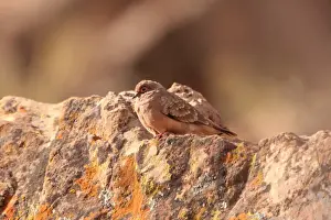 Bare-faced Ground-dove (Metriopelia ceciliae) adult, perched on rock, La Quiaca, Jujuy, Argentina, july