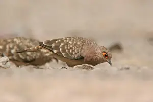 Bare-faced Ground-dove (Metriopelia ceciliae zimmeri) adult, foraging on ground, Putre, Northern Chile, november