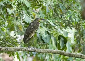 Tiger Herons Prints: Bare-throated Tiger-heron (Tigrisoma mexicanum) juvenile