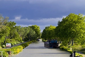 Planes Prints: Barges on section of canal lined with Plane (Platanus sp)