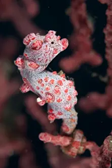 Sea Fan Prints: Bargibantis Pygmy Seahorse (Hippocampus bargibanti) adult