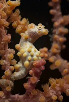 Bargibantis Pygmy Seahorse (Hippocampus bargibanti) adult, camouflaged on seafan, Lembeh Straits, Sulawesi