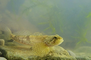 Central Europe Prints: Barje Sculpin (Cottus metae) adult, swimming over rock, Slovenia, August