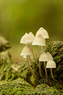 Body Prints: Bark Bonnet (Mycena speirea) fruiting bodies