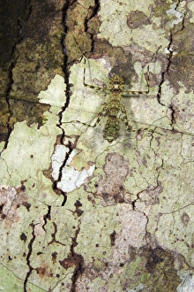 Rain Forests Prints: Bark Mantis (Liturgusa sp. ) subadult
