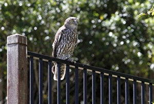 Owls Prints: Barking Owl (Ninox connivens) adult