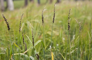 Grain Prints: Barley (Hordeum vulgare) close-up of ears