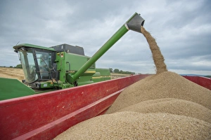Barley (Hordeum vulgare) crop, John Deere combine harvester unloading harvested grain into trailer under cloudy sky