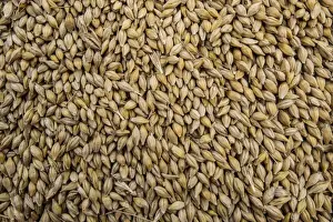 Cultivate Prints: Barley (Hordeum vulgare) crop, close-up of harvested grain