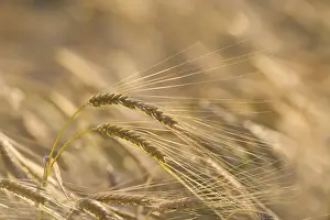 Ripen Prints: Barley (Hordeum vulgare) crop, close-up of ripening ears in field, Norfolk, England, july