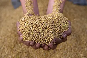 Hand Prints: Barley (Hordeum vulgare) crop, farmer holding handful of harvested seed, England, july