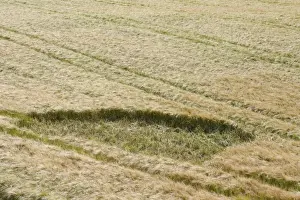 Corvids Prints: Barley (Hordeum vulgare) crop, field with Jackdaw (Corvus monedula) damage