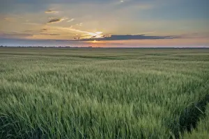 Cultivate Prints: Barley (Hordeum vulgare) crop, field near coast at sunset
