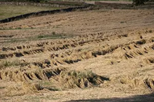 Damaging Prints: Barley (Hordeum vulgare) crop, flattened by wind and rain, England, august