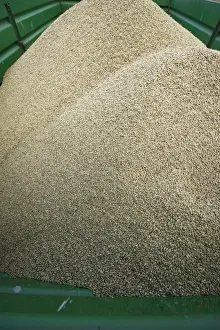 Trailer Prints: Barley (Hordeum vulgare) crop, harvested grain in trailer, Sweden, september