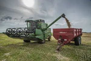 Barley (Hordeum vulgare) crop, John Deere combine harvester unloading harvested grain into trailer, Pilling, Preston