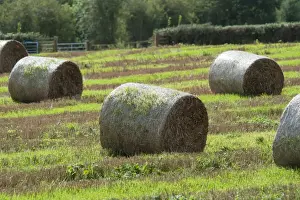 Straw Prints: Barley (Hordeum vulgare) crop, large round straw bales with sprouting growth in field during wet weather