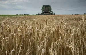 Cultivate Prints: Barley (Hordeum vulgare) crop, ripe seedheads in field