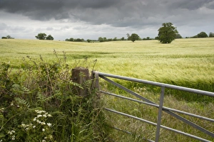 Gates Prints: Barley (Hordeum vulgare) crop, in ripening ear