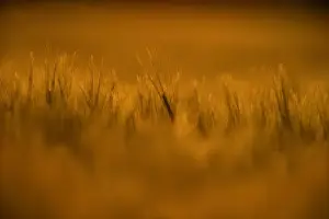 Grain Prints: Barley (Hordeum vulgare) crop, ripening ears in field at sunset, Norfolk, England, june