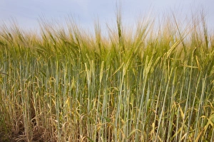 Barley (Hordeum vulgare) crop, ripening in field, near Thurne, The Broads, Norfolk, England, July