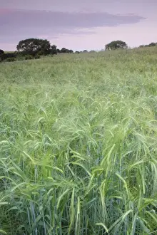 Barley (Hordeum vulgare) crop, ripening field at dusk, West Yorkshire, England, July