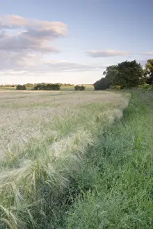 Ripen Prints: Barley (Hordeum vulgare) crop, ripening field and rough field margin