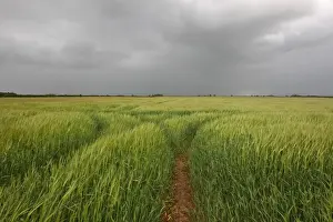 Barley (Hordeum vulgare) crop, ripening field and stormclouds, Hemswell, Lincolnshire, England, june