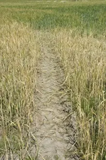 Track Prints: Barley (Hordeum vulgare) crop, ripening plants with tractor tracks in field, Sweden