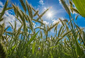 Cultivate Prints: Barley (Hordeum vulgare) crop, ripening seedheads in field with sun shining