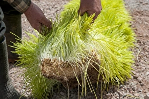 Hydroponic Prints: Barley (Hordeum vulgare) hydroponic growing system crop