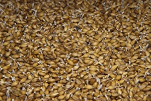 Barley (Hordeum vulgare) hydroponic growing system crop, solution of water and nutrients flowing over seeds